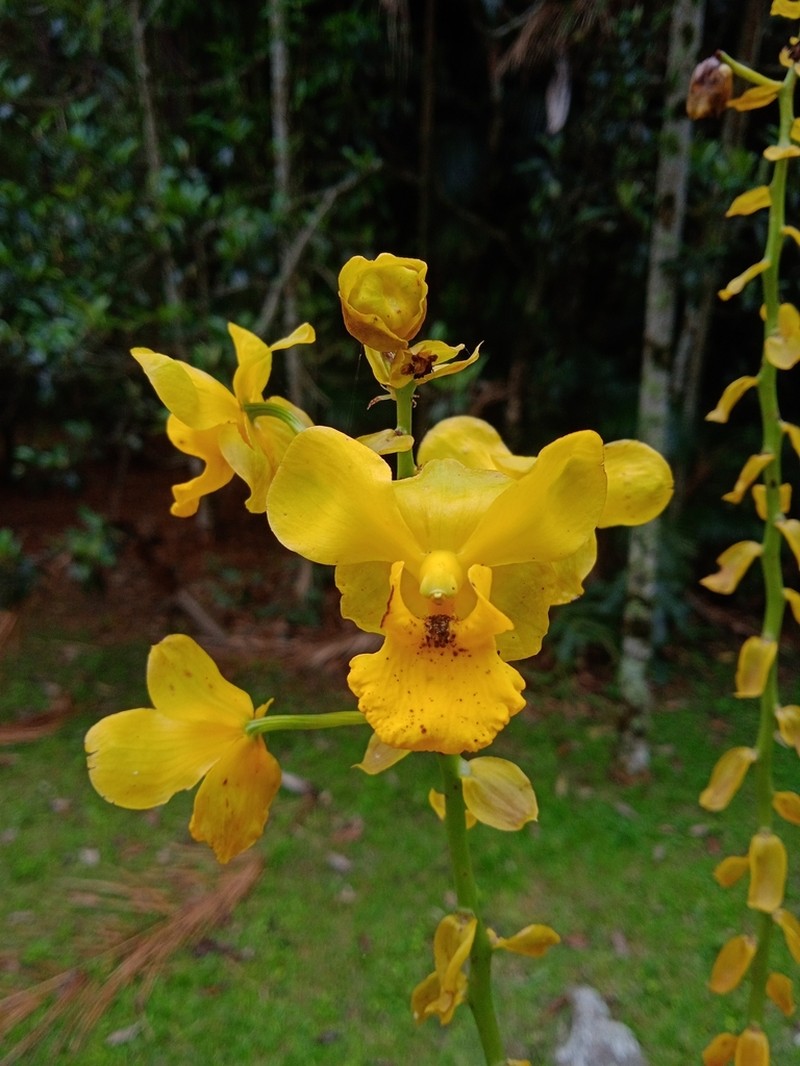 Cyrtopodium glutiniferum photo 6