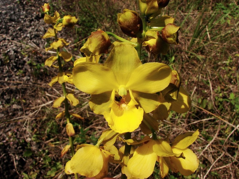 Cyrtopodium glutiniferum photo 7