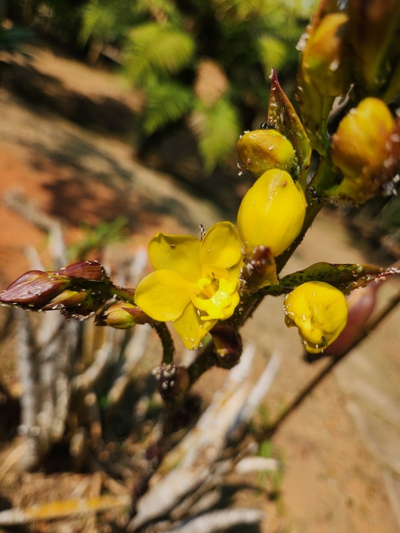 Cyrtopodium glutiniferum photo 8
