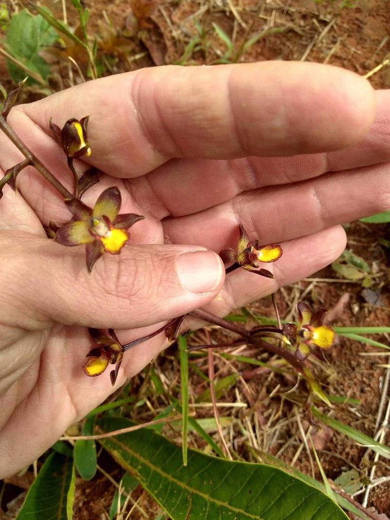 Cyrtopodium gonzalezii