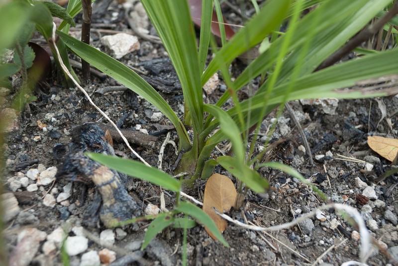 Cyrtopodium gonzalezii photo 4