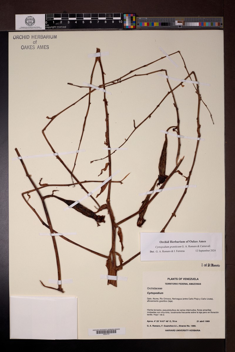 Cyrtopodium graniticum photo 2