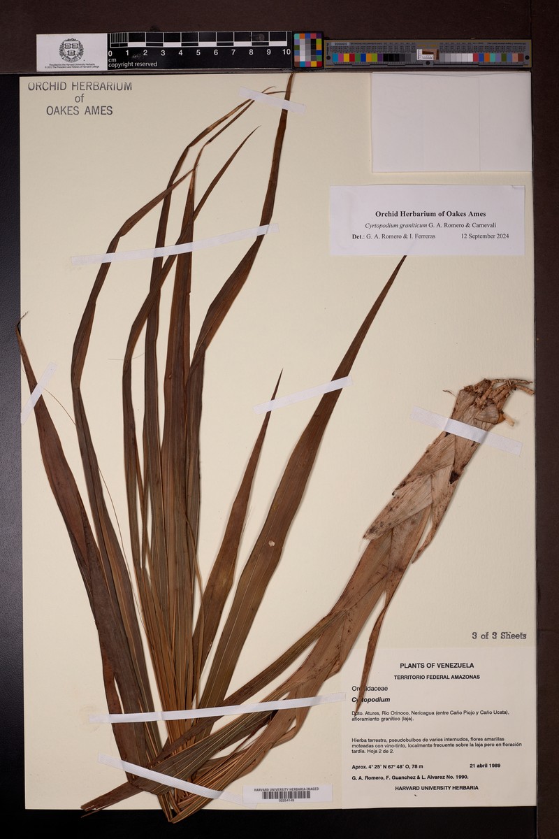 Cyrtopodium graniticum photo 3