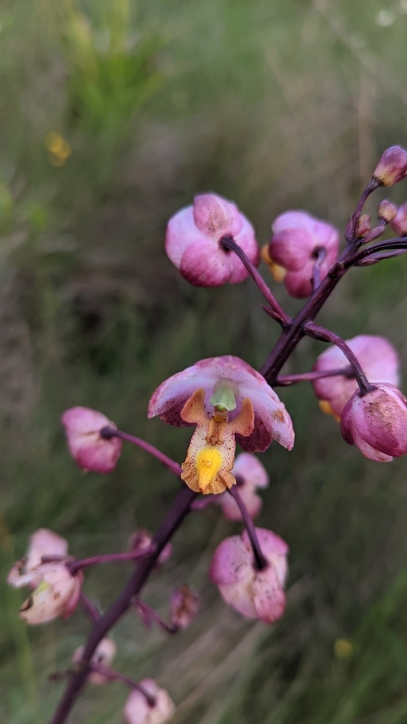 Cyrtopodium hatschbachii photo 3