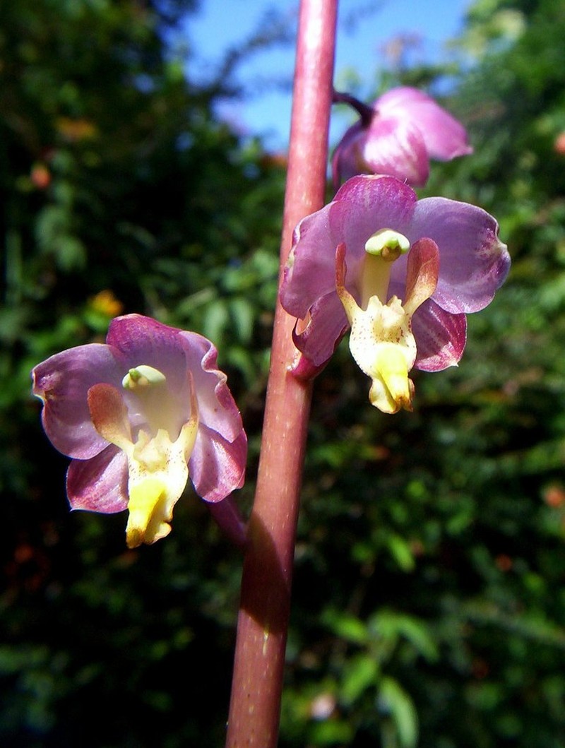 Cyrtopodium hatschbachii photo 5