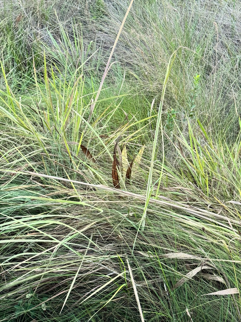 Cyrtopodium hatschbachii photo 6