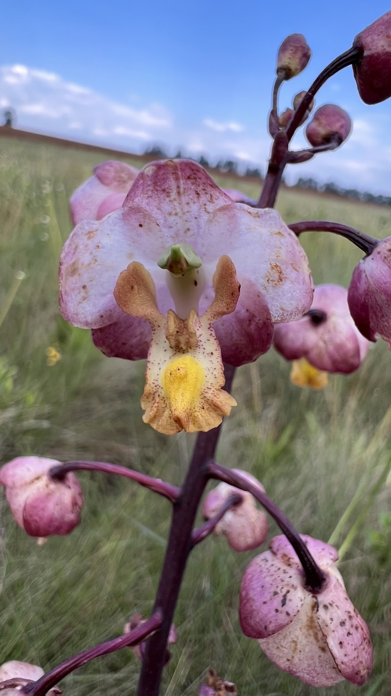 Cyrtopodium hatschbachii photo 7