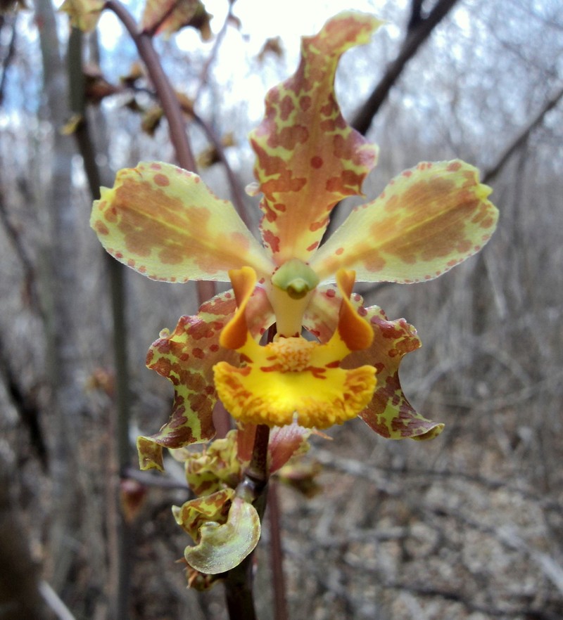 Cyrtopodium holstii photo 2