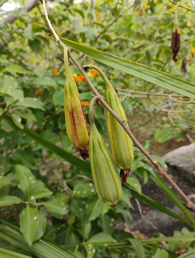 Cyrtopodium holstii photo 3