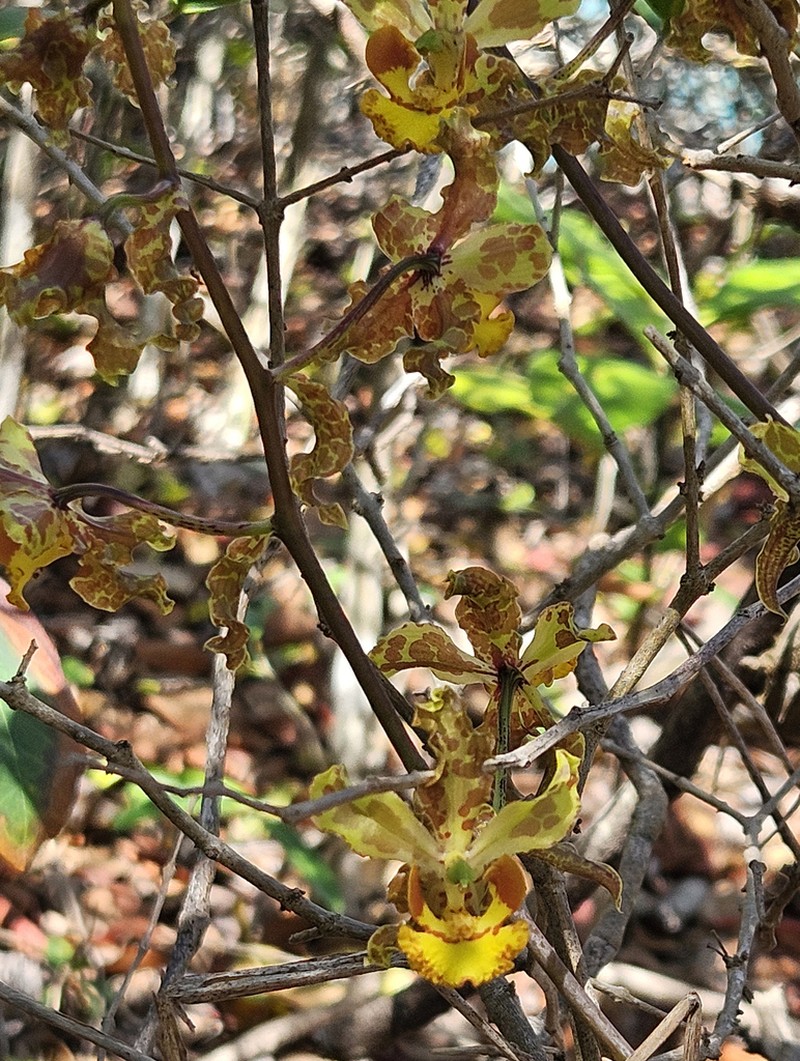 Cyrtopodium holstii photo 4
