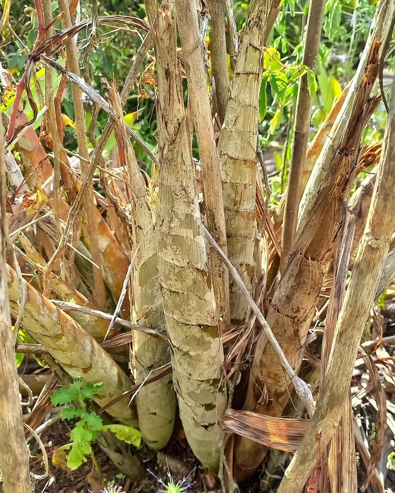 Cyrtopodium holstii photo 5