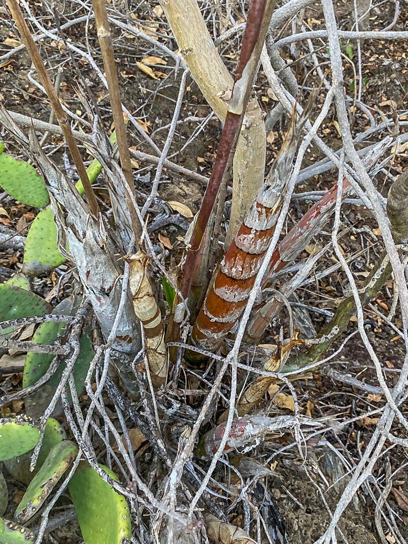 Cyrtopodium holstii photo 6
