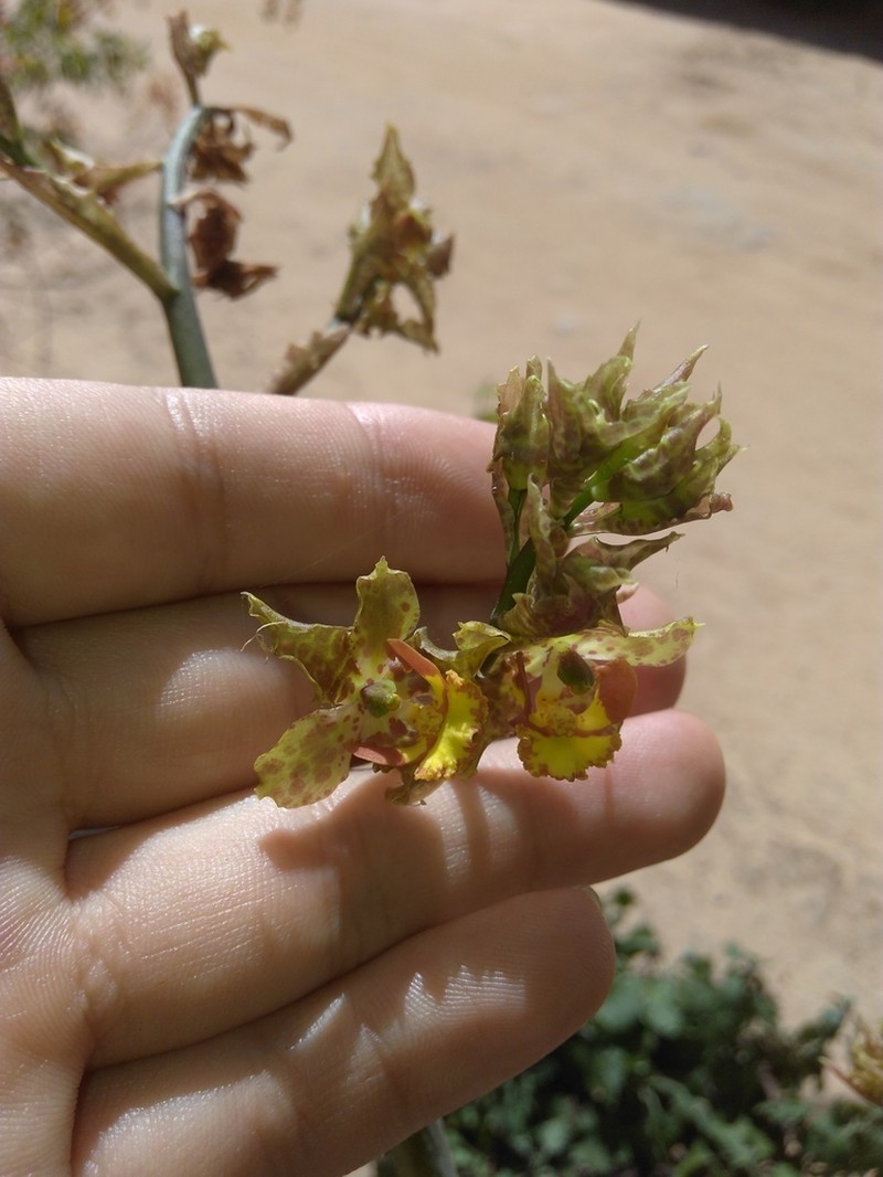 Cyrtopodium holstii photo 7