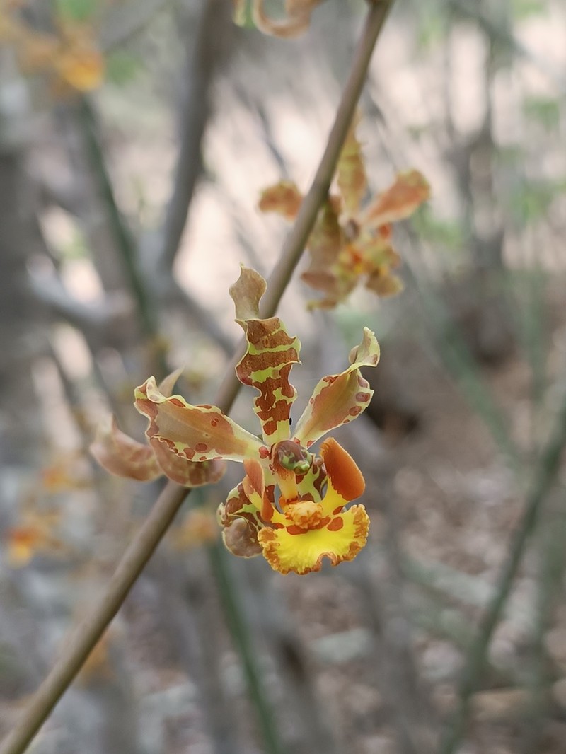 Cyrtopodium holstii photo 8