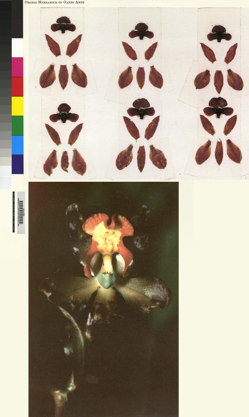 Cyrtopodium latifolium