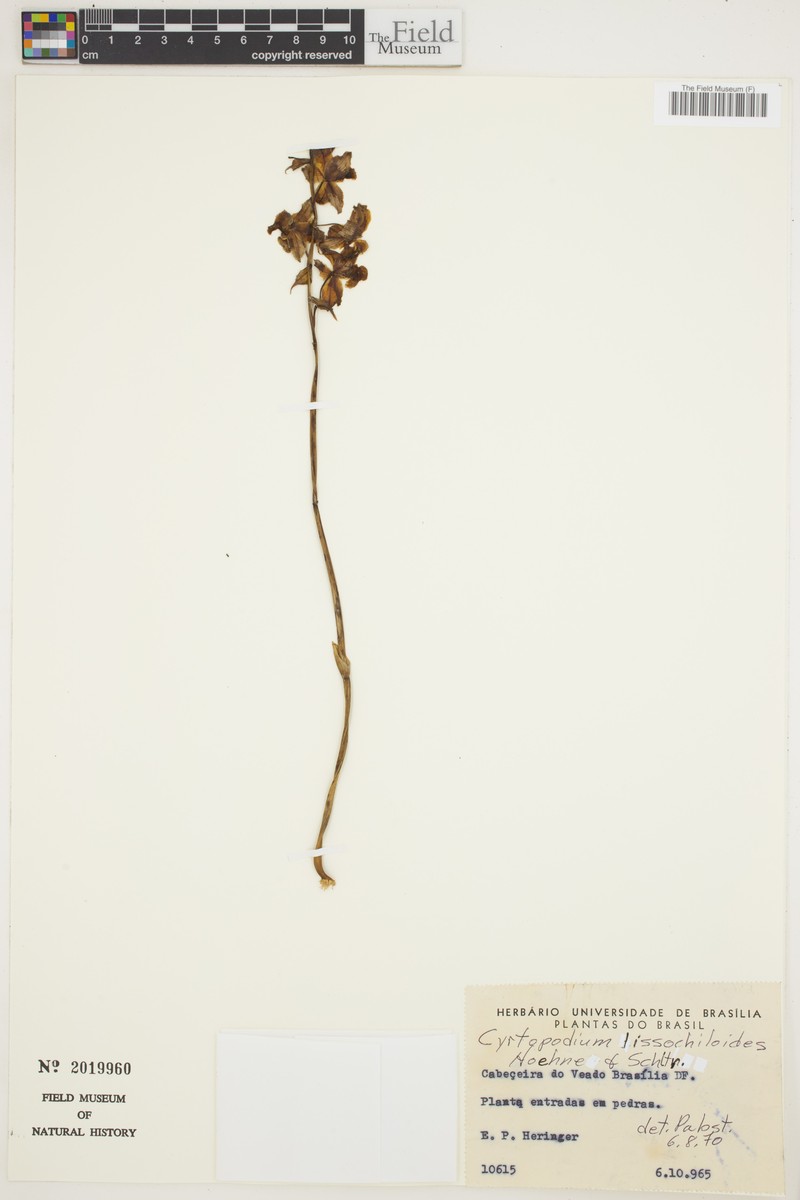 Cyrtopodium lissochiloides photo 2
