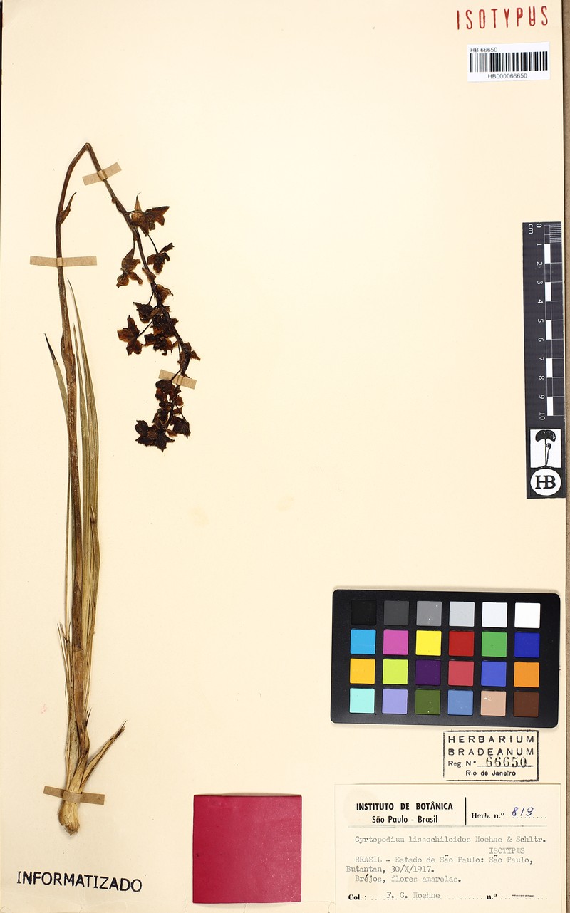 Cyrtopodium lissochiloides photo 3