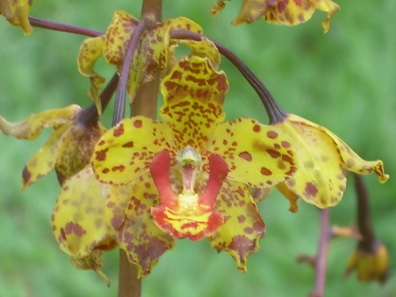 Cyrtopodium lissochiloides