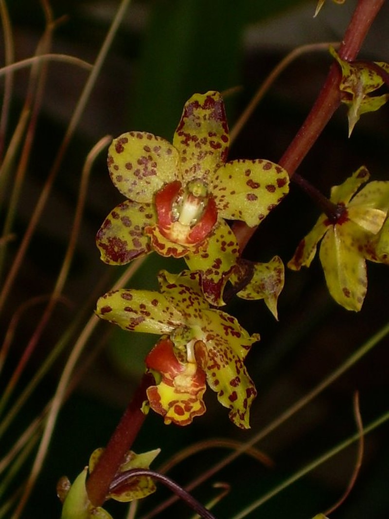 Cyrtopodium lissochiloides photo 4
