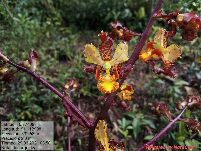 Cyrtopodium macrobulbon