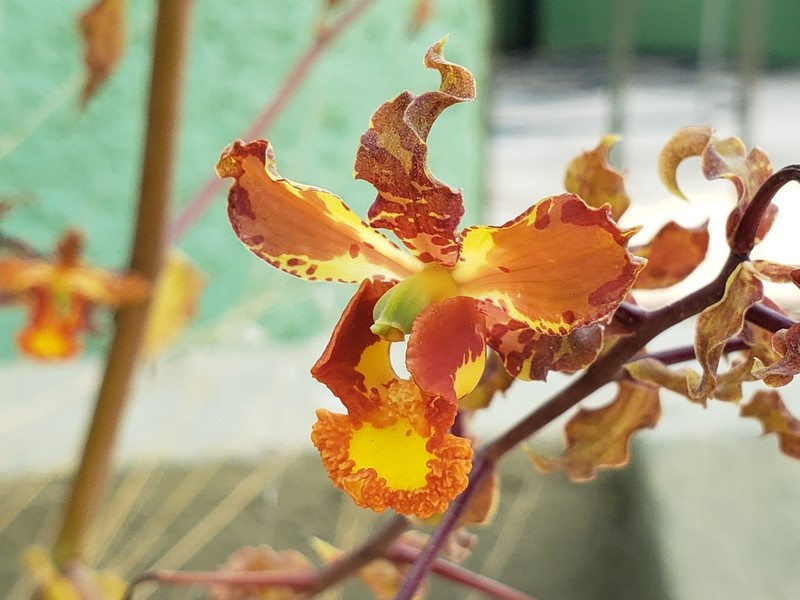 Cyrtopodium macrobulbon photo 2