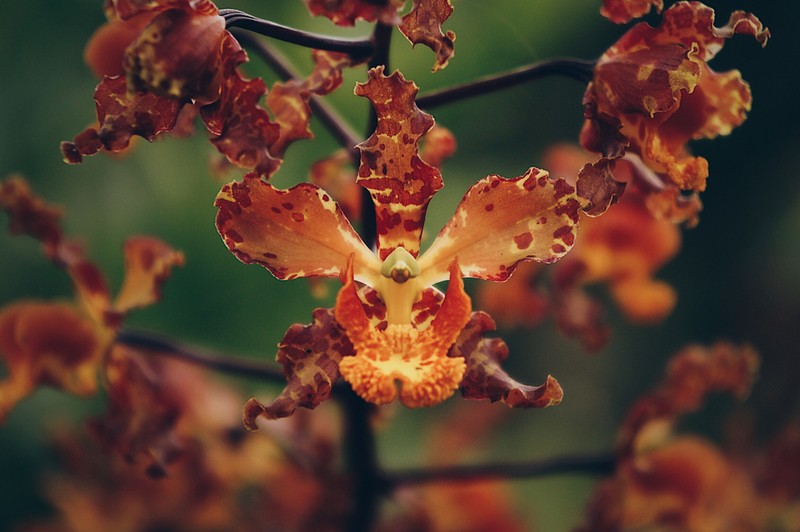 Cyrtopodium macrobulbon photo 3