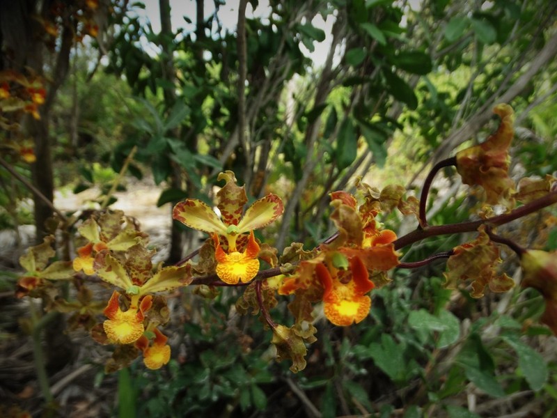 Cyrtopodium macrobulbon photo 4