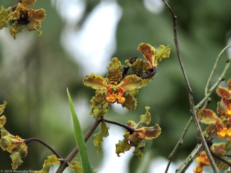 Cyrtopodium macrobulbon photo 6