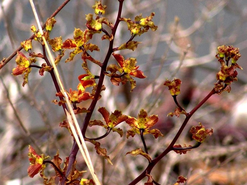 Cyrtopodium macrobulbon photo 7