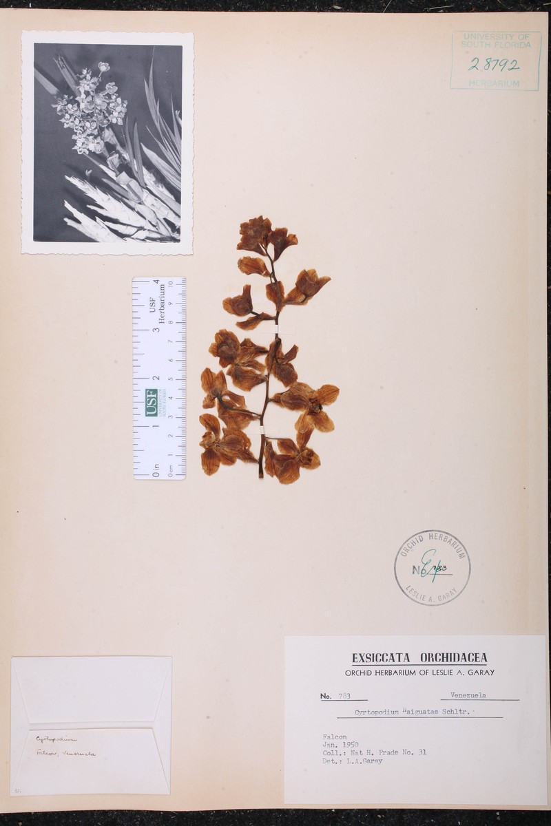 Cyrtopodium naiguatae