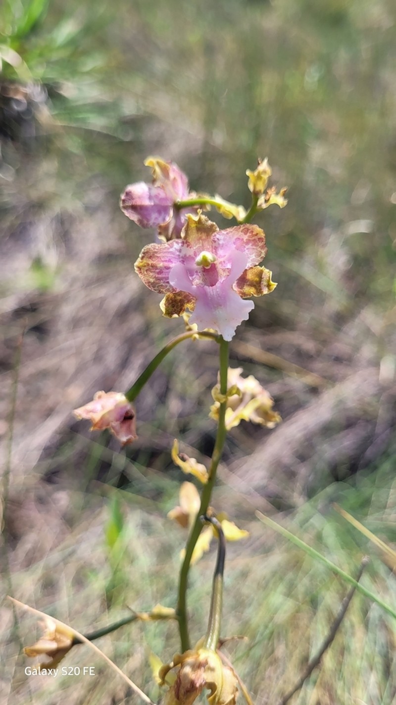 Cyrtopodium pallidum