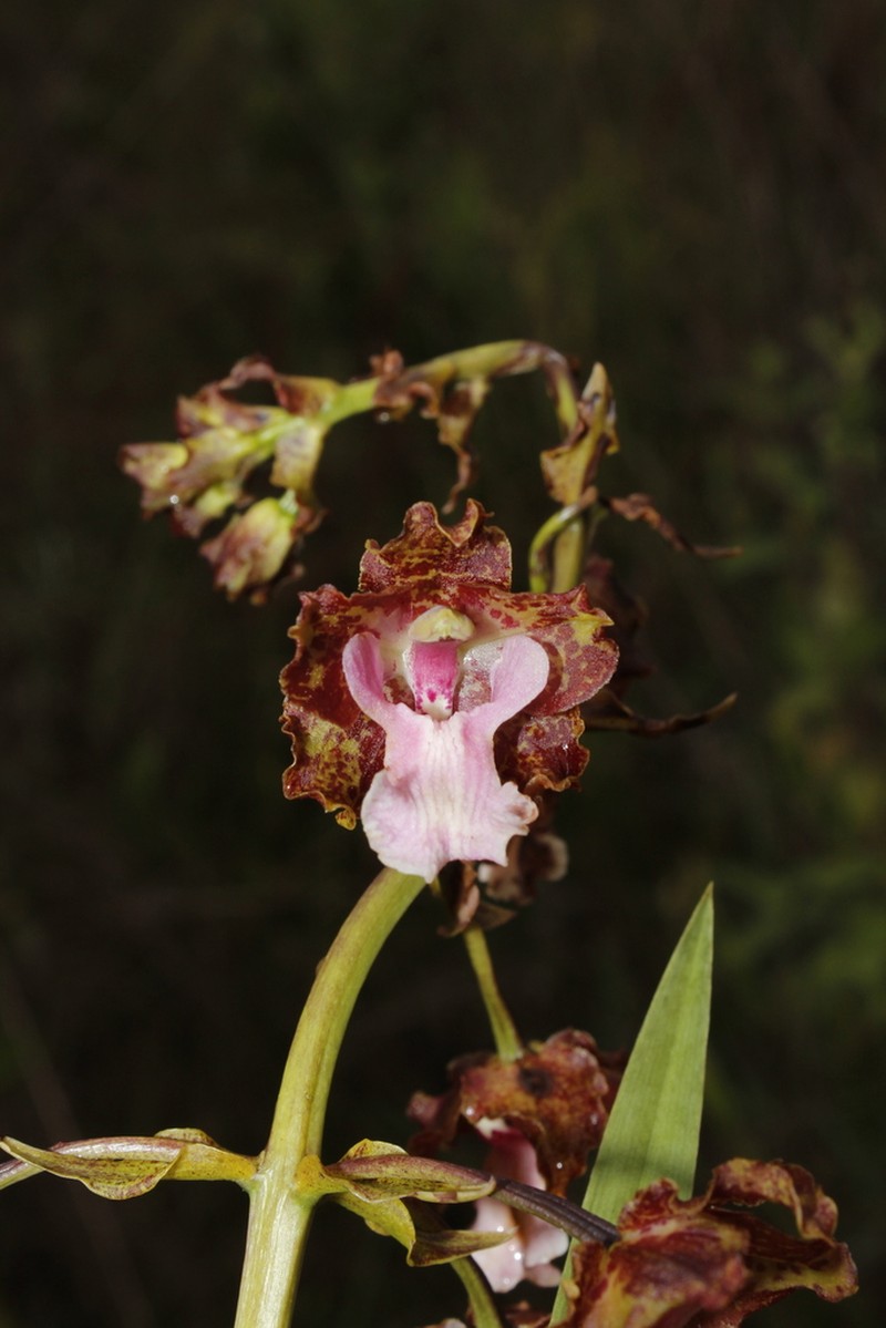 Cyrtopodium pallidum photo 2