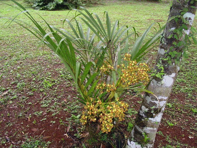 Cyrtopodium palmifrons