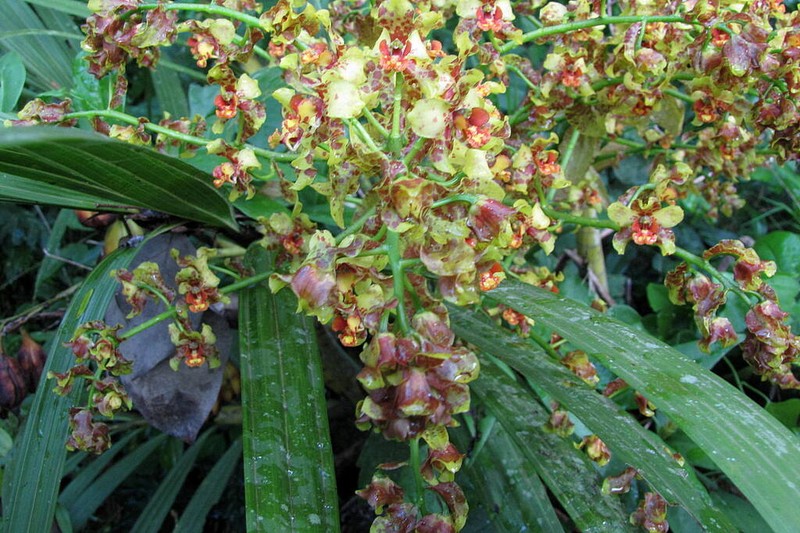 Cyrtopodium palmifrons photo 3