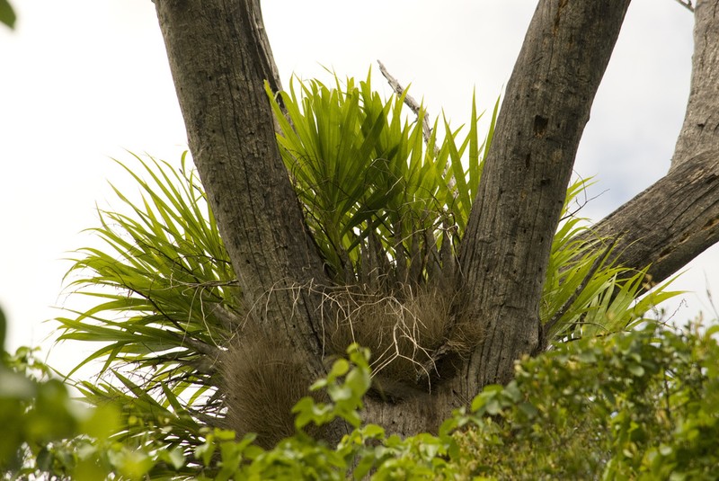 Cyrtopodium palmifrons photo 4