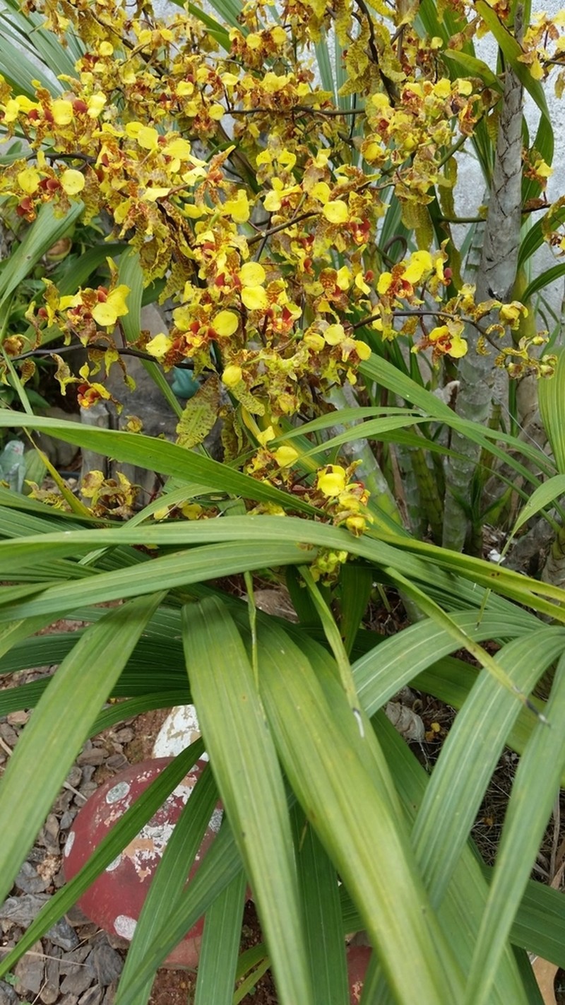 Cyrtopodium palmifrons photo 5