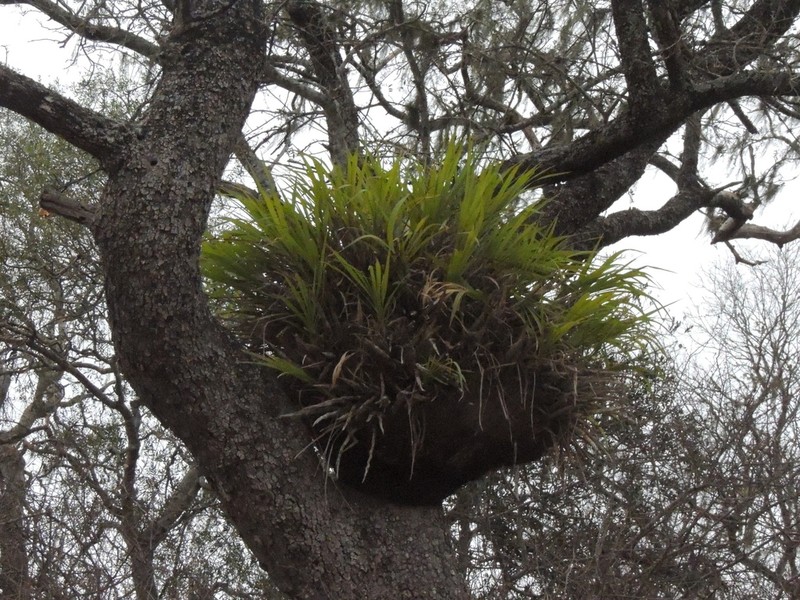 Cyrtopodium palmifrons photo 6