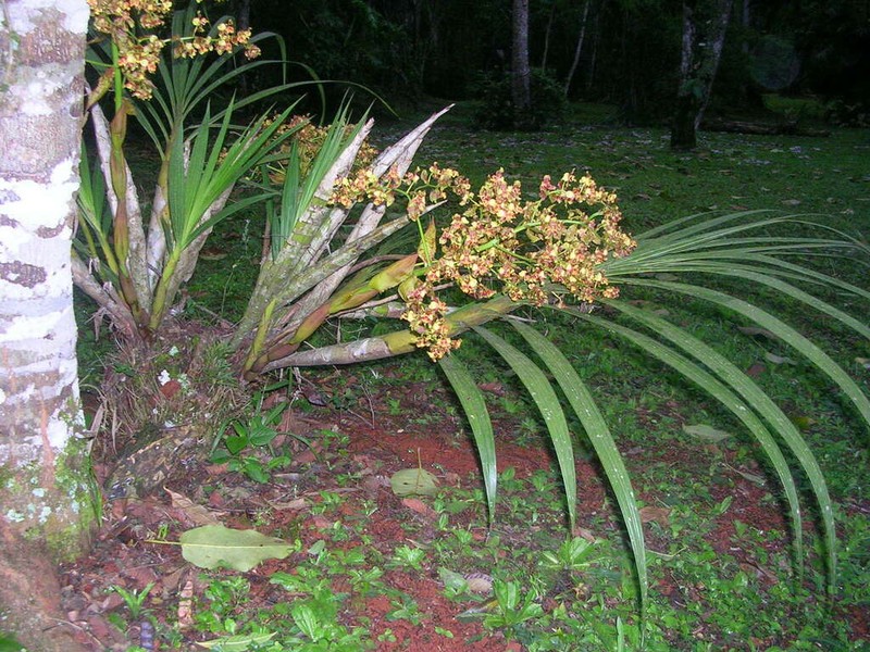 Cyrtopodium palmifrons photo 7