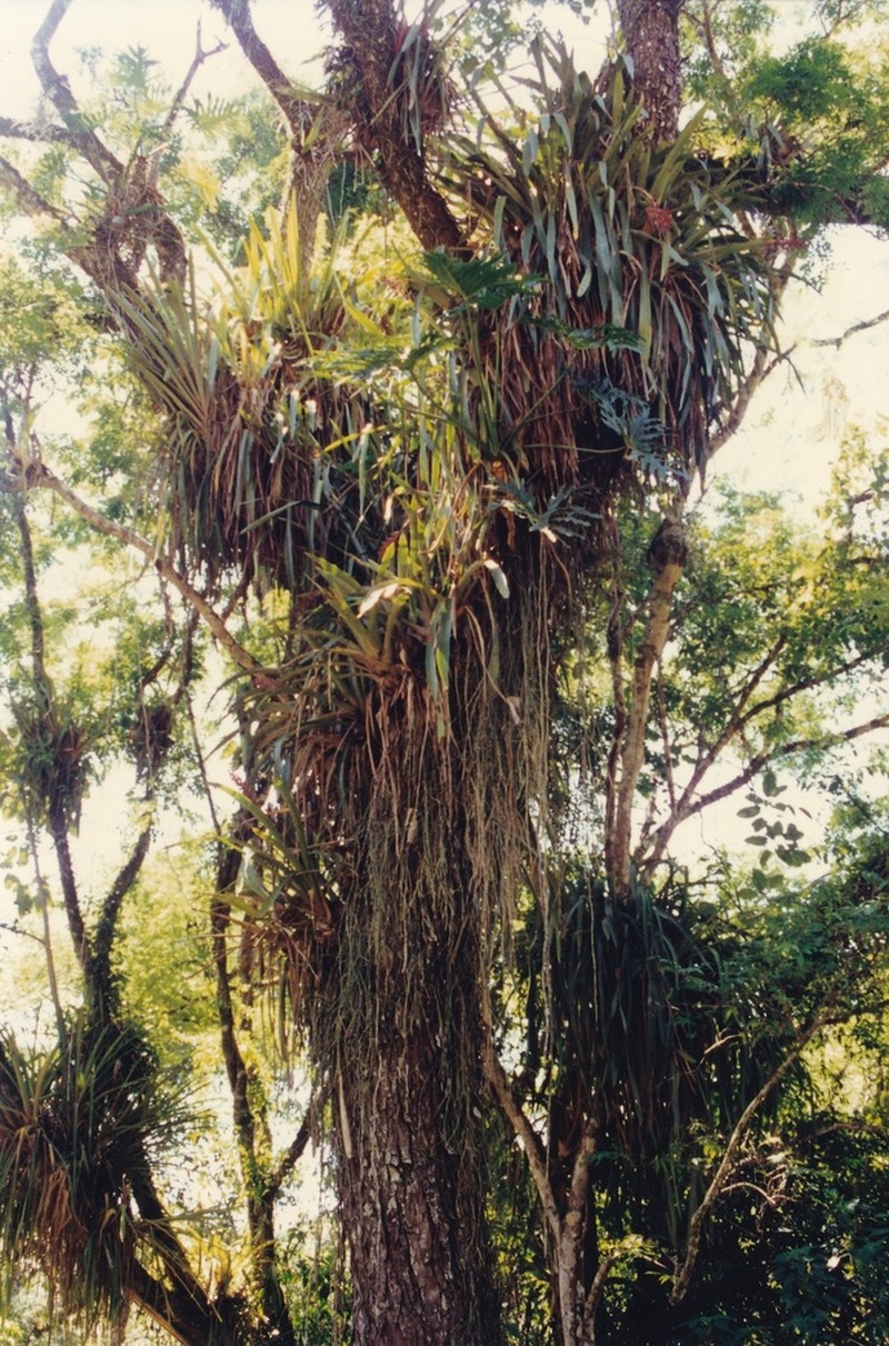 Cyrtopodium palmifrons photo 8