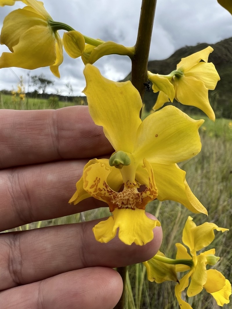 Cyrtopodium paludicola