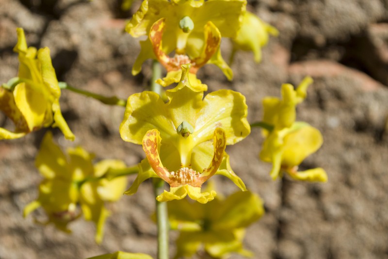 Cyrtopodium paludicola photo 2