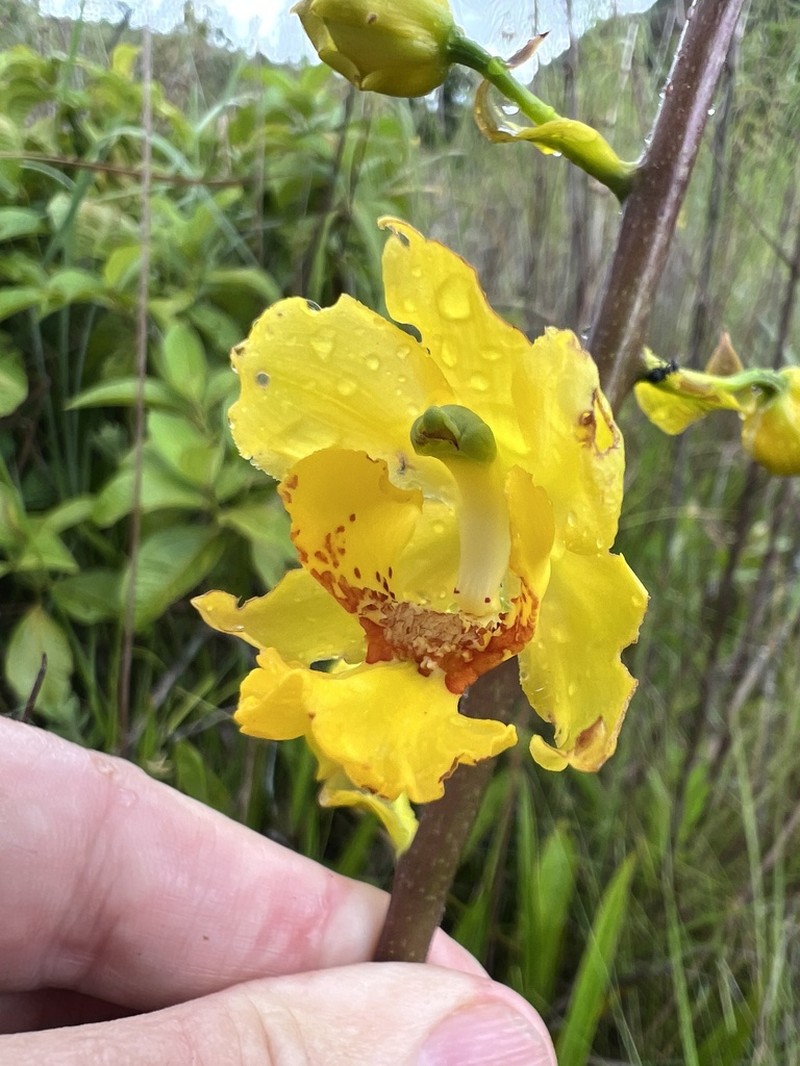 Cyrtopodium paludicola photo 3