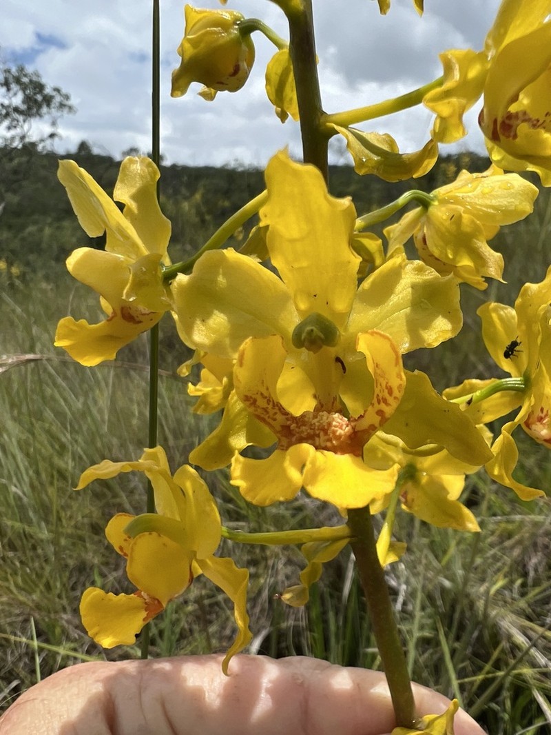 Cyrtopodium paludicola photo 4