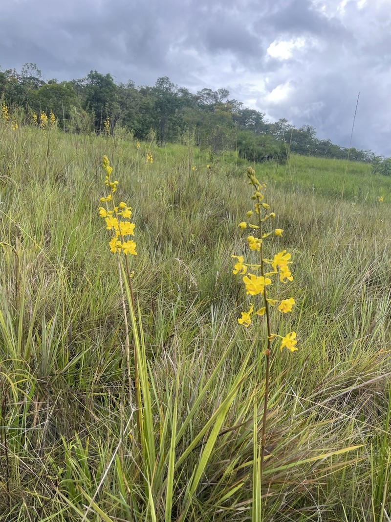 Cyrtopodium paludicola photo 5