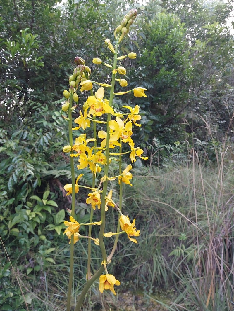 Cyrtopodium paludicola photo 6