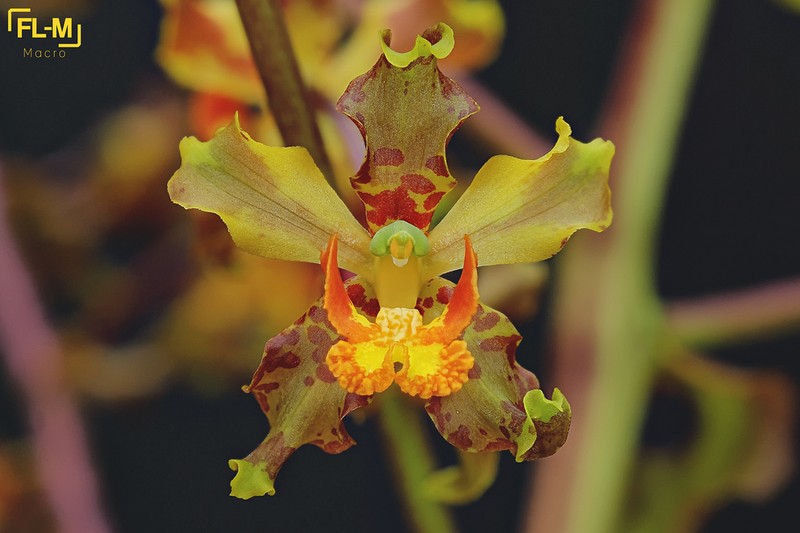 Cyrtopodium paniculatum