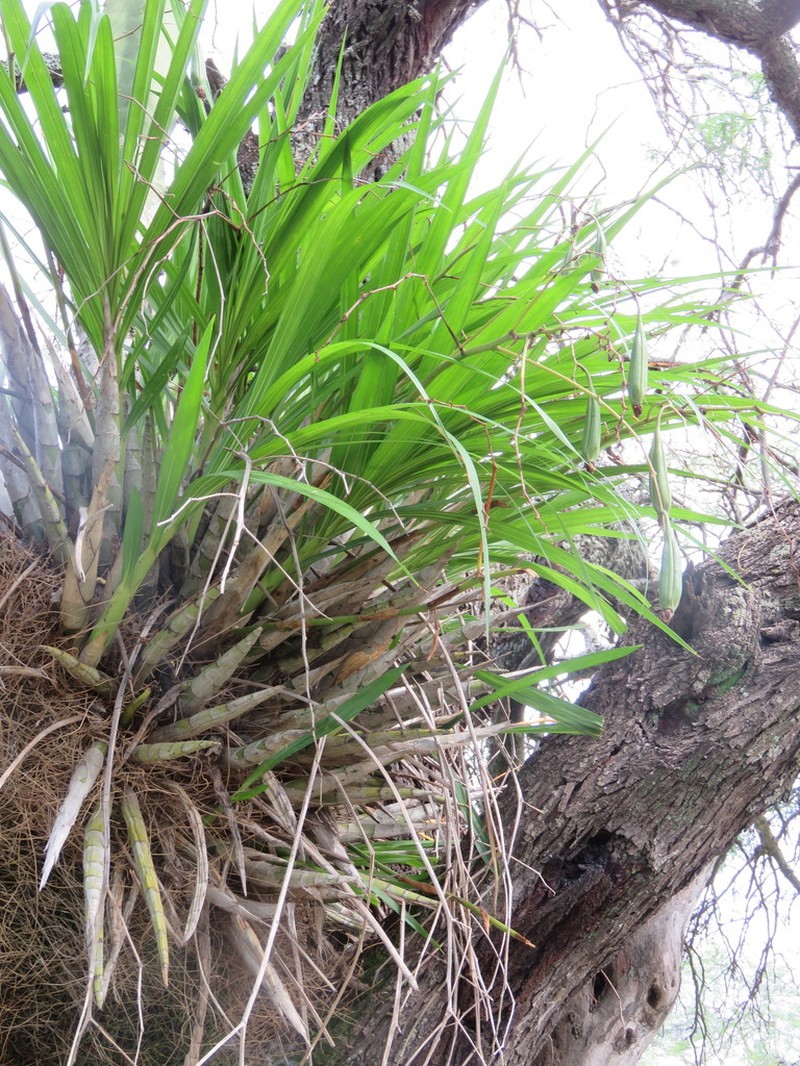 Cyrtopodium paniculatum photo 3