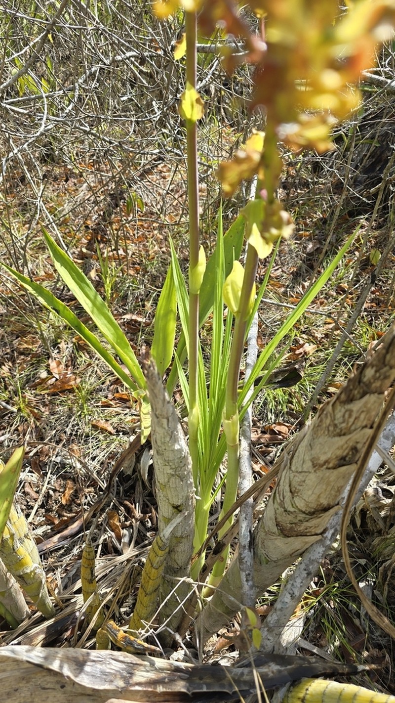 Cyrtopodium paniculatum photo 4