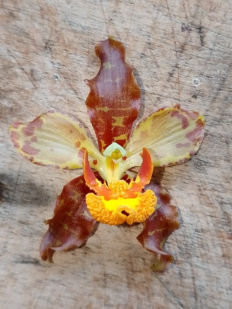 Cyrtopodium paniculatum photo 5