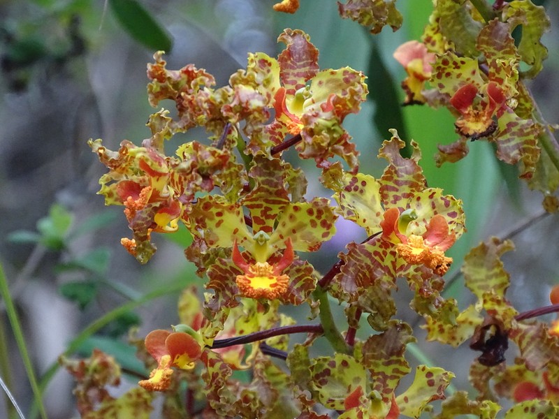 Cyrtopodium paniculatum photo 6